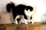 Кошка 003 Фея