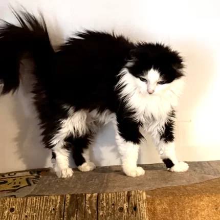 Кошка 003 Фея