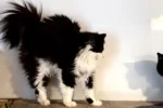 Кошка 003 Фея