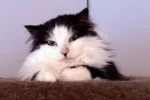 Кошка 003 Фея