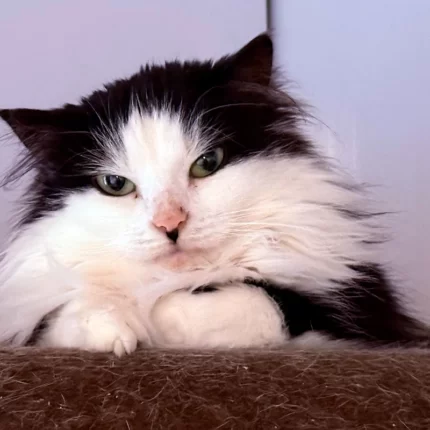 Кошка 003 Фея