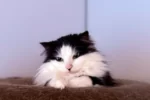 Кошка 003 Фея