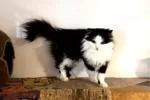 Кошка 003 Фея