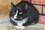Кошка 008 Малышка