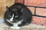 Кошка 008 Малышка