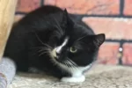 Кошка 008 Малышка