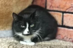 Кошка 008 Малышка