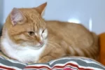 Кот 009 Марсель