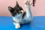 Кошка 001 Мэри