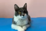 Кошка 001 Мэри
