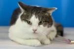 Кошка 005 Сплюша