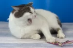 Кошка 005 Сплюша