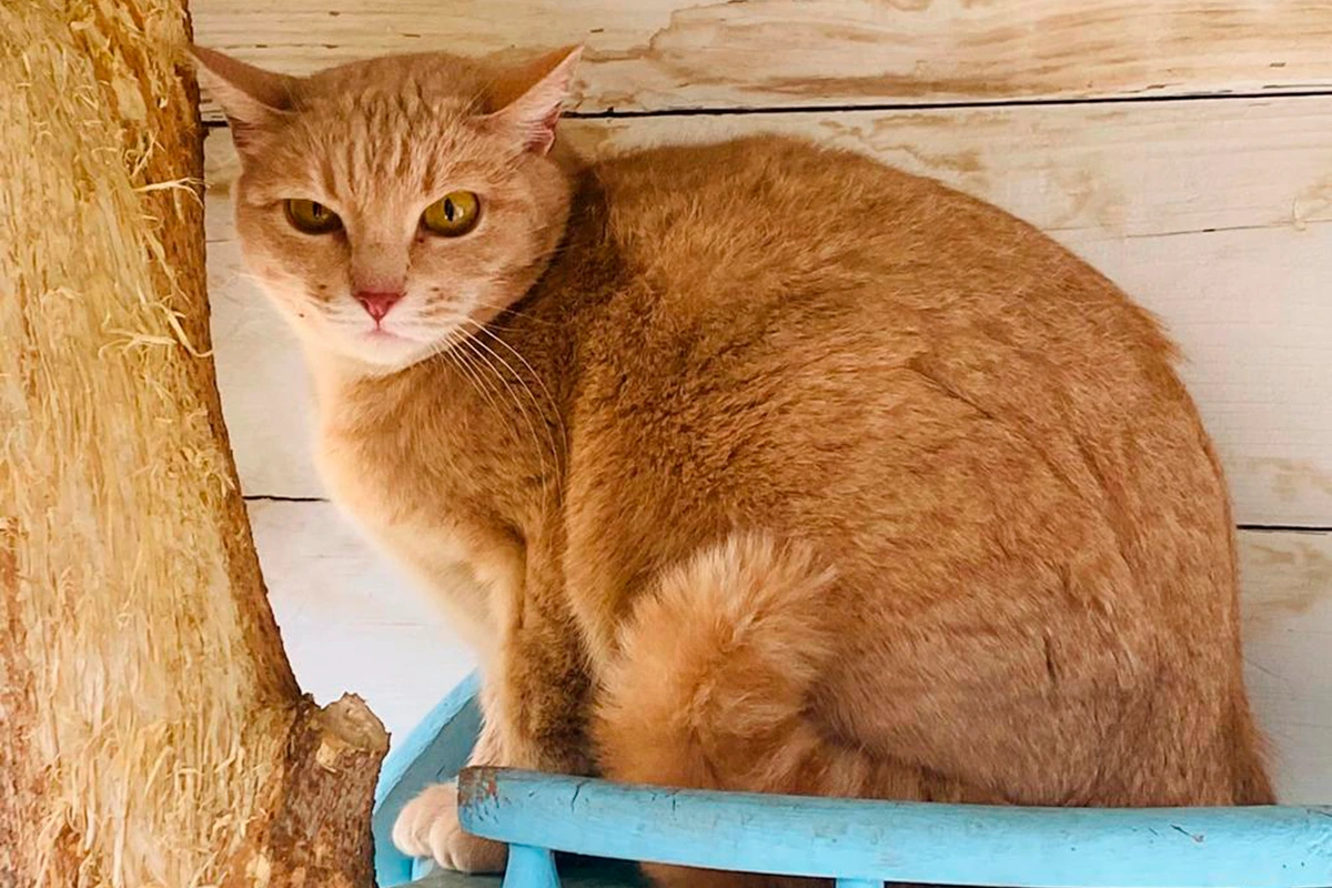 Джинджер - Зоогостиница для кошек