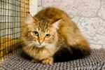 Бася - Зоогостиница для кошек