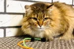 Нэмо - Зоогостиница для кошек