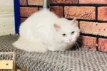 Белка - Зоогостиница для кошек