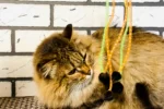 Нэмо - Зоогостиница для кошек