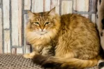 Бася - Зоогостиница для кошек