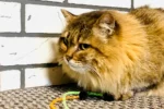Нэмо - Зоогостиница для кошек