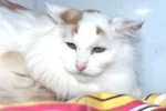 Беляш - Зоогостиница для кошек