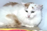 Беляш - Зоогостиница для кошек